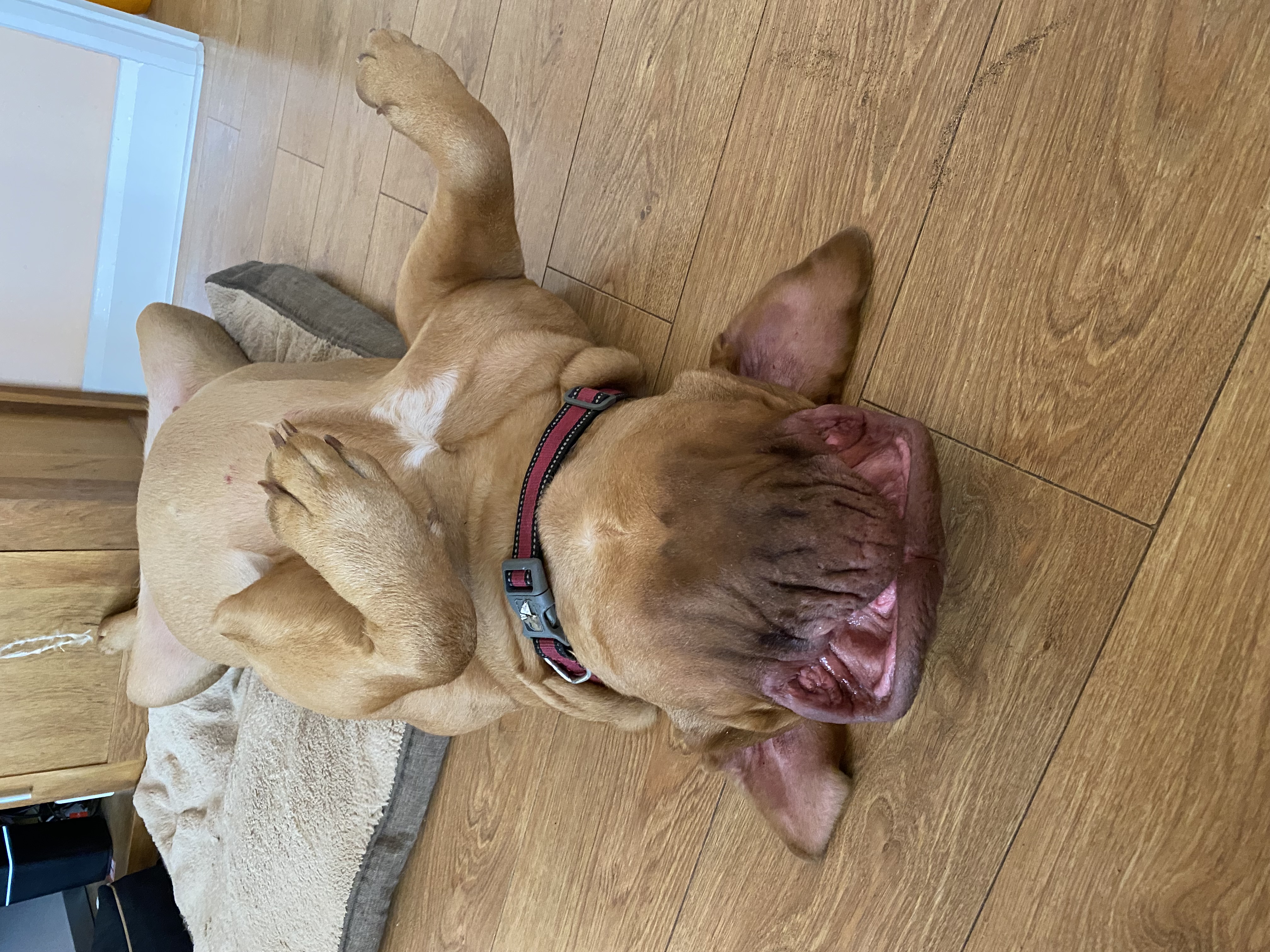 Rosie Upside Down