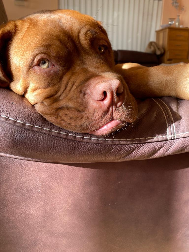 Rosie Close Up